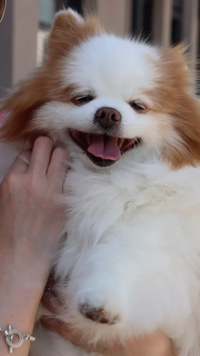 We asked, you voted and we’re delighted to share that our V.I.Pup has been named… 

Say hello to @princessdaisypompom 🐾

We can’t wait for all the fun we’re going to have with Daisy over the next year as our official dog ambassador 🐶

🏷️
Dog ambassador | Dog friendly days out | Dog friendly shopping | Outlet shopping | Cotswolds Designer Outlet | Tewkesbury